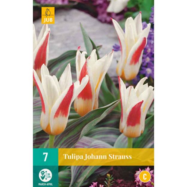 Image de 7 tulipes johann strauss calibre : 11/12