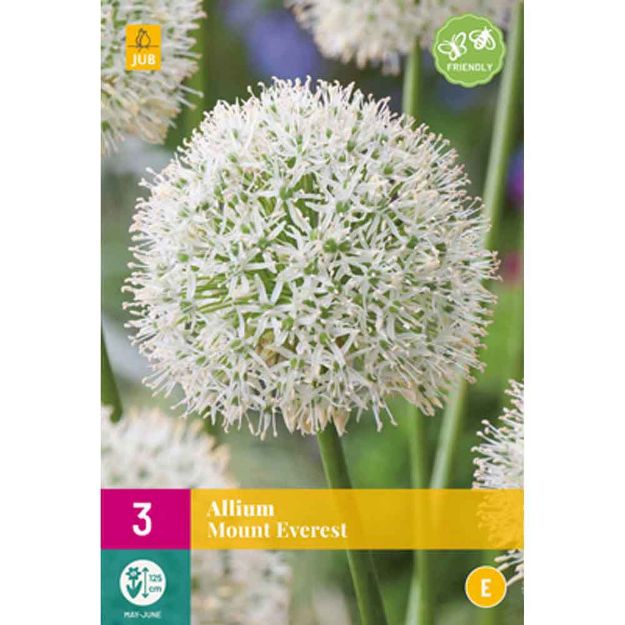 Image de 3 allium mount everest calibre : 16/18