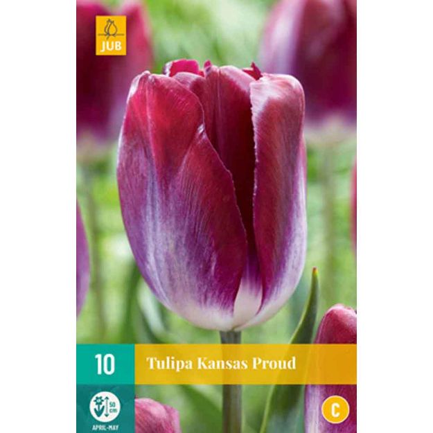 Image de 10 tulipes kansas proud calibre : 11/12