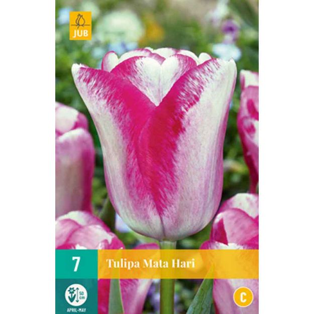 Image de 7 tulipes mata hari calibre : 11/12