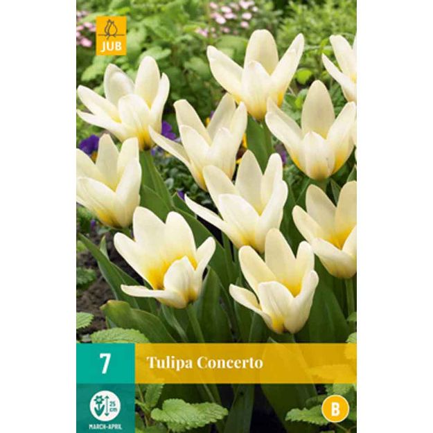 Image de 7 tulipes concerto calibre : 11/12