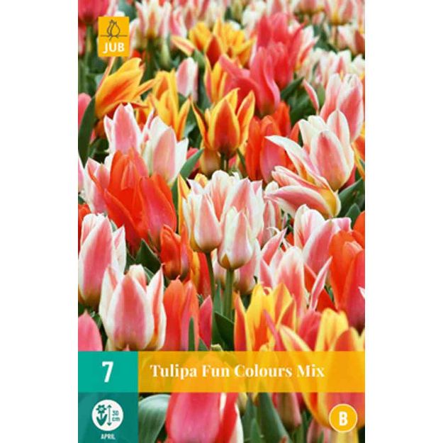 Image de 7 tulipes fun colours calibre : 11/12