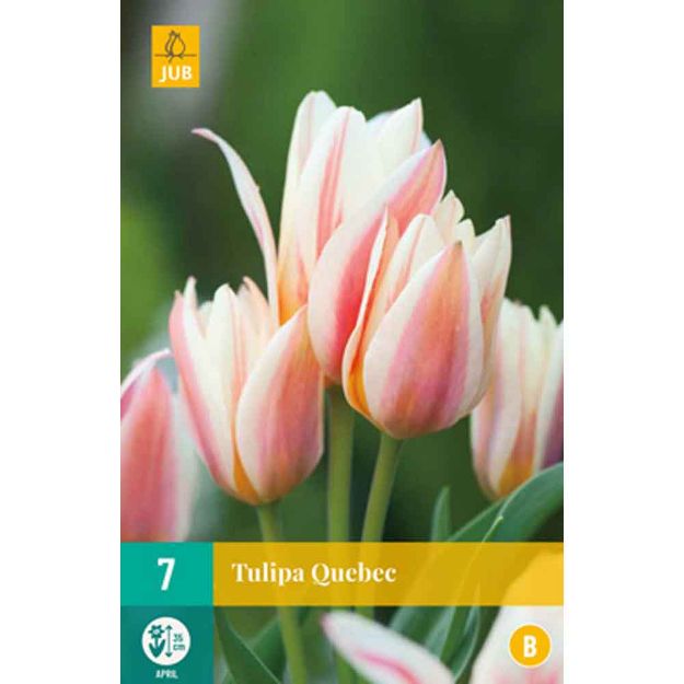 Image de 7 tulipes quebec calibre : 11/12