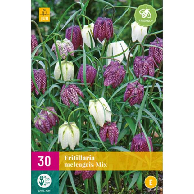 Image de 30 fritillaria meleagris micalibre : 6/7