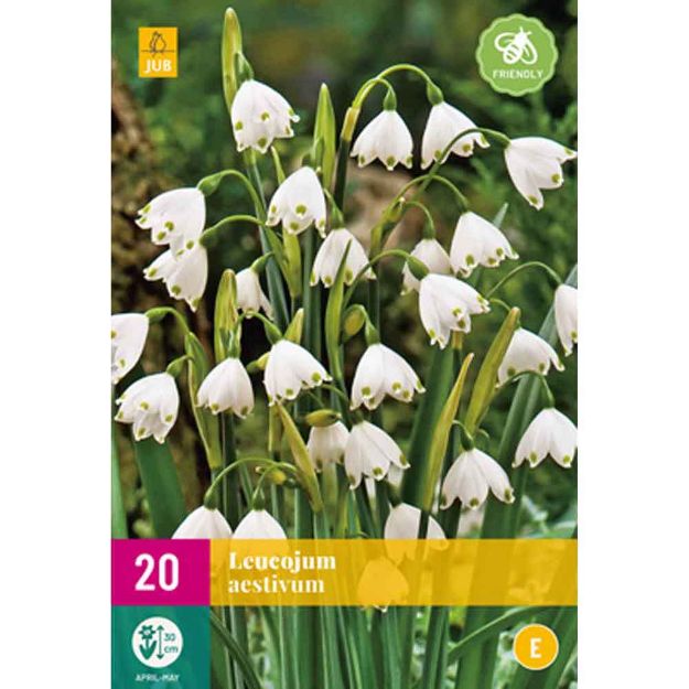 Image de 20 leucojum aestivum calibre : 8/9