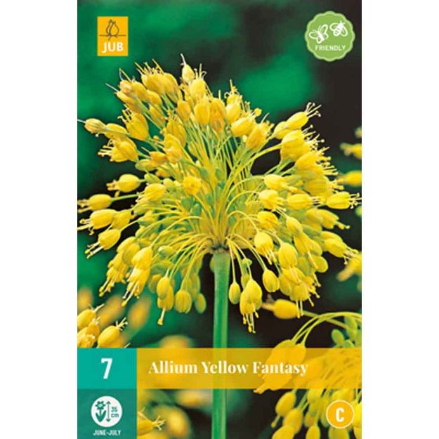 Image de 7 allium yellow fantasy calibre : calibre : 6/+