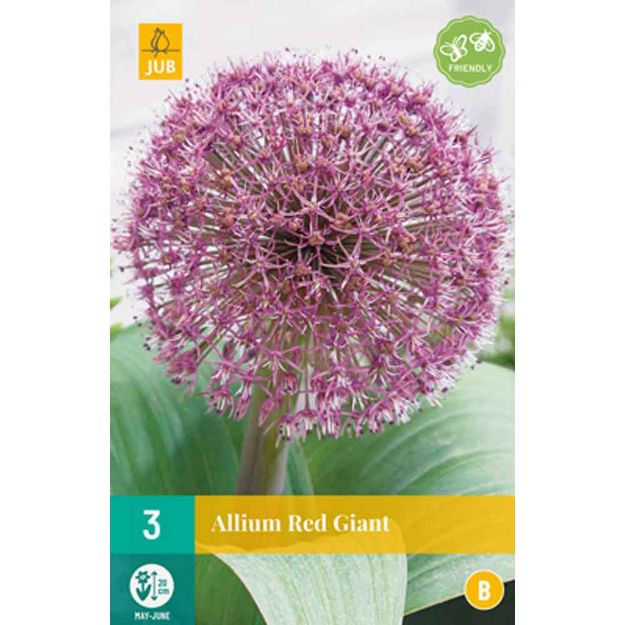 Image de 3 allium red giant calibre : 12/14