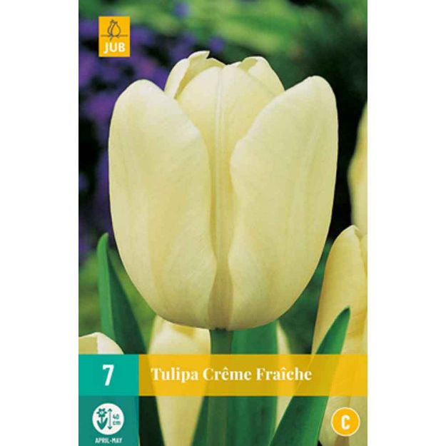 Image de 7 tulipes creme fraiche calibre : 11/12