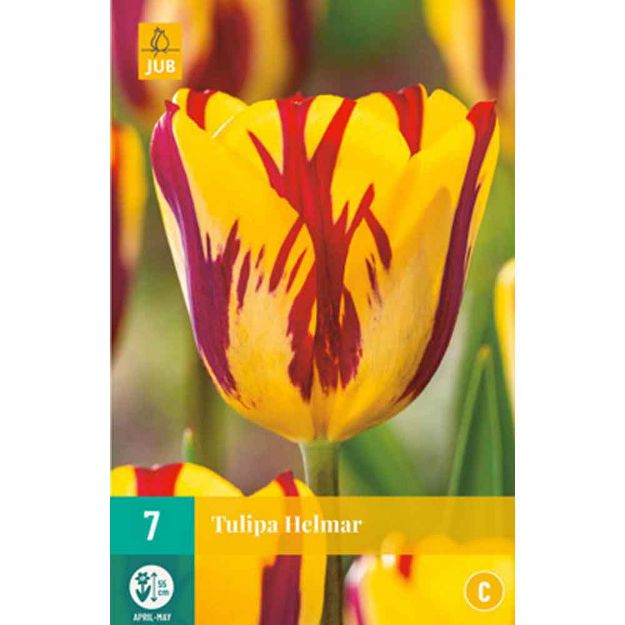 Image de 7 tulipes helmar calibre : 11/12