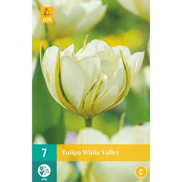 Image de 7 tulipes white valley calibre : 11/12