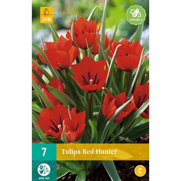 Image de 7 tulipes red hunter calibre : calibre : 6/+