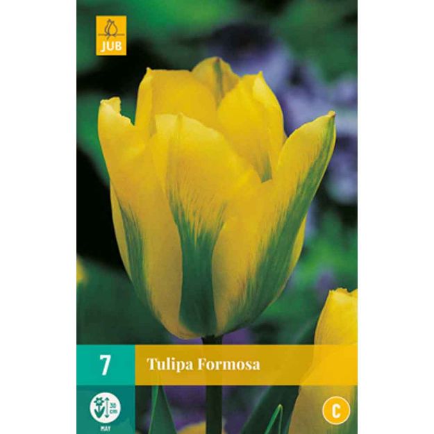 Image de 7 tulipes formosa calibre : 11/12