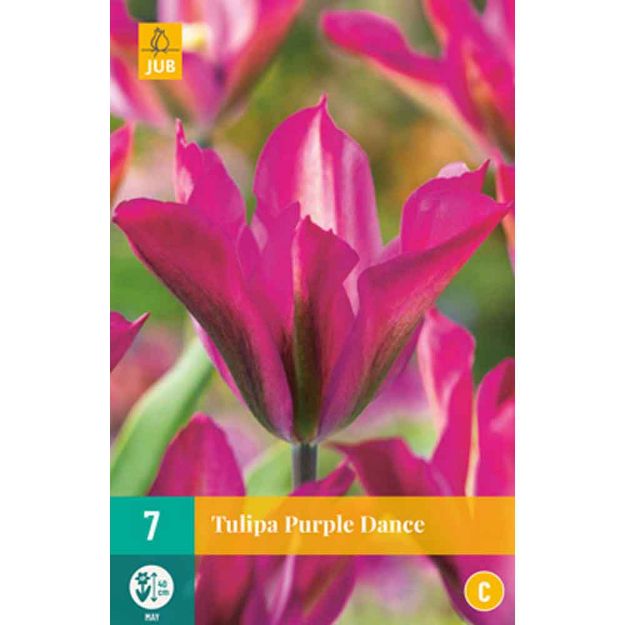 Image de 7 tulipes purple dance calibre : 11/12