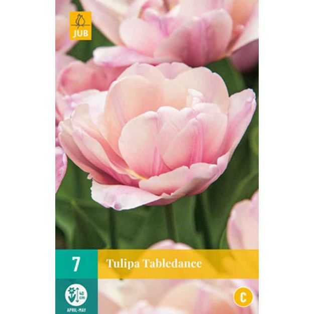 Image de 7 tulipes tabledance calibre : 11/12