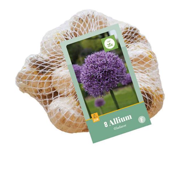 Image de 8 allium gladiator calibre : 16/18