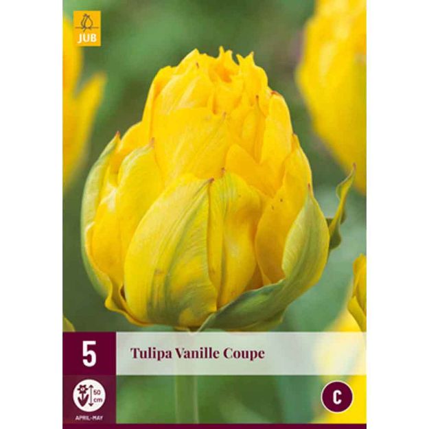 Image de 5 tulipes vanille coupe calibre : 12/+