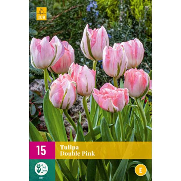 Image de 15 tulipes double pink calibre : 11/12