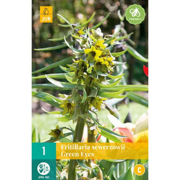 Image de 1 fritillaria green eyes calibre : 20/24