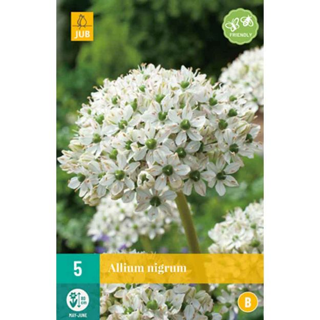 Image de 5 allium nigrum calibre : 10/12