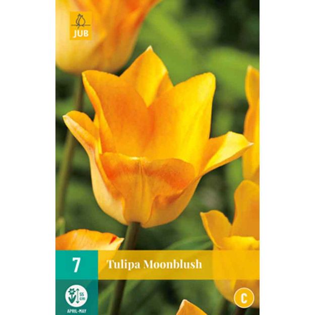 Image de 7 tulipes moonblush calibre : 11/12