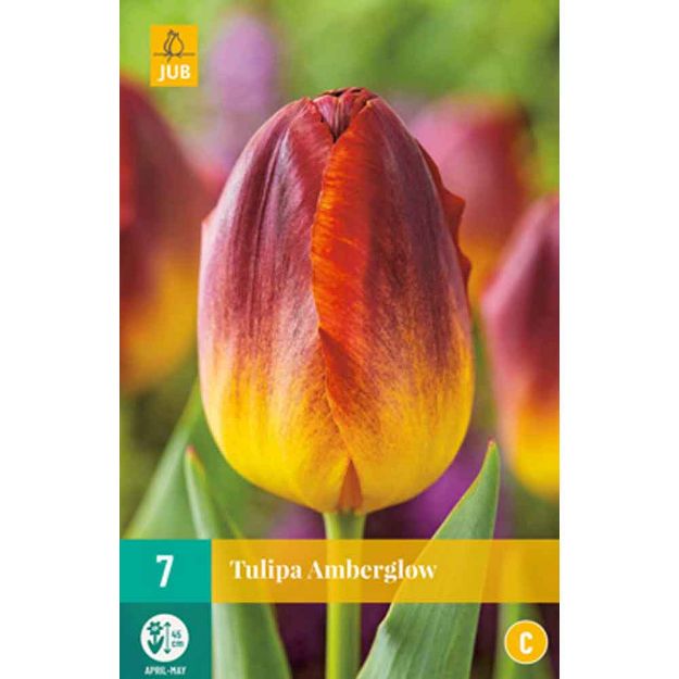 Image de 7 tulipa amberglow calibre : 11/12