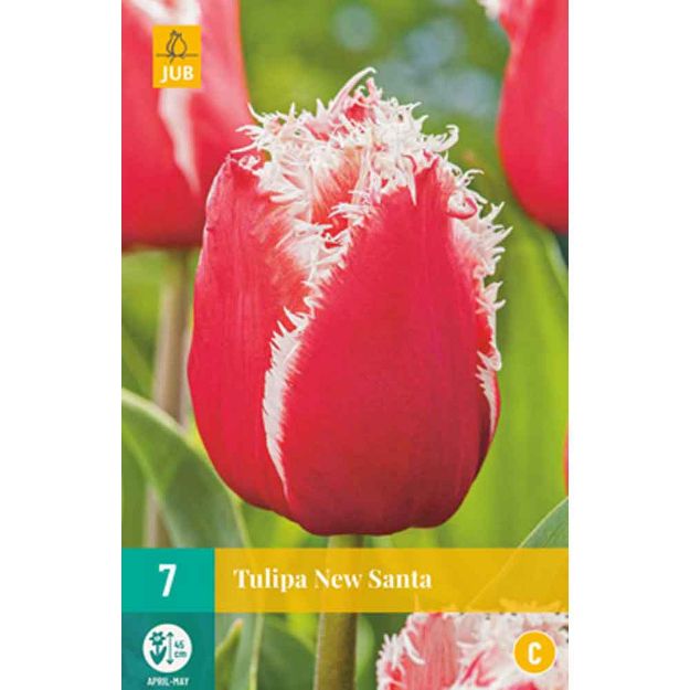 Image de 7 tulipes new santa calibre : 11/12