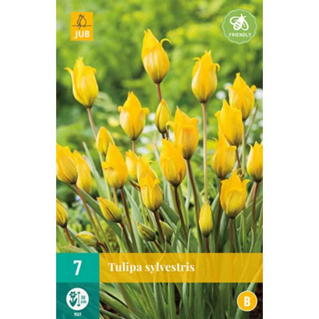 Image de 7 tulipes sylvestris calibre : 5/6