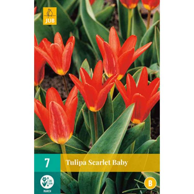 Image de 7 tulipes scarlet baby calibre : 11/12