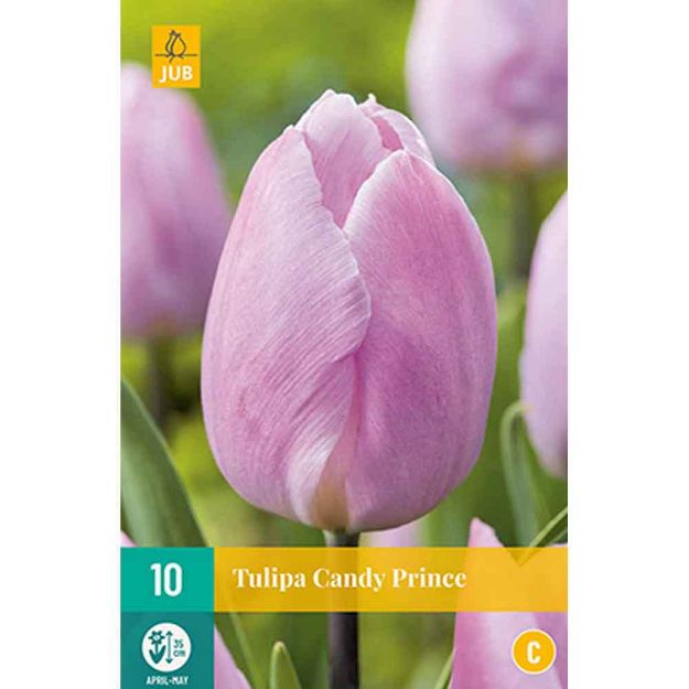 Image de 10 tulipes candy prince calibre : 11/12