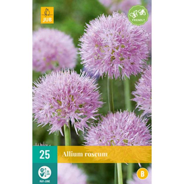 Image de 25 allium roseum calibre : 4/5