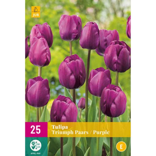 Image de 25 tulipes triumph pourpre calibre : 11/12