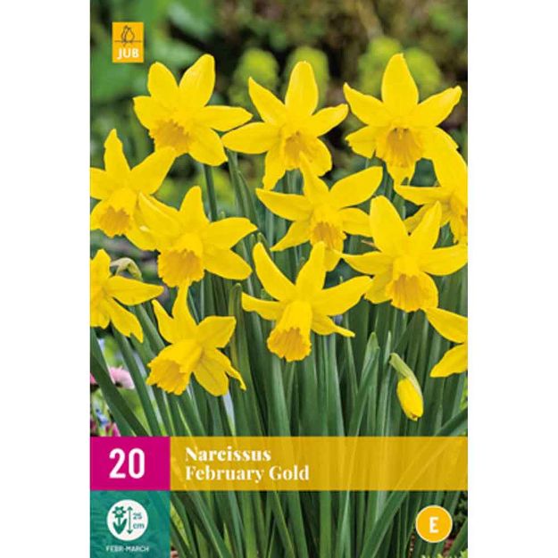 Image de 20 narcisses february gold calibre : 10/12