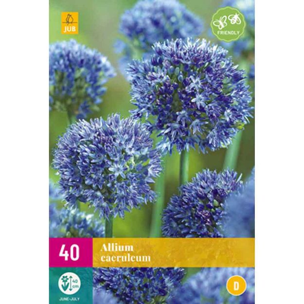 Image de 40 allium caeruleum calibre : 4/5