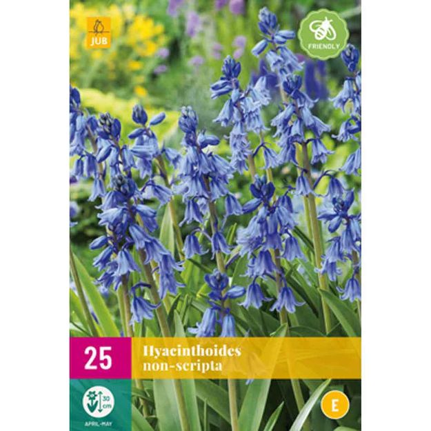 Image de 25 hyacinthoides non-scripta calibre : 7/8