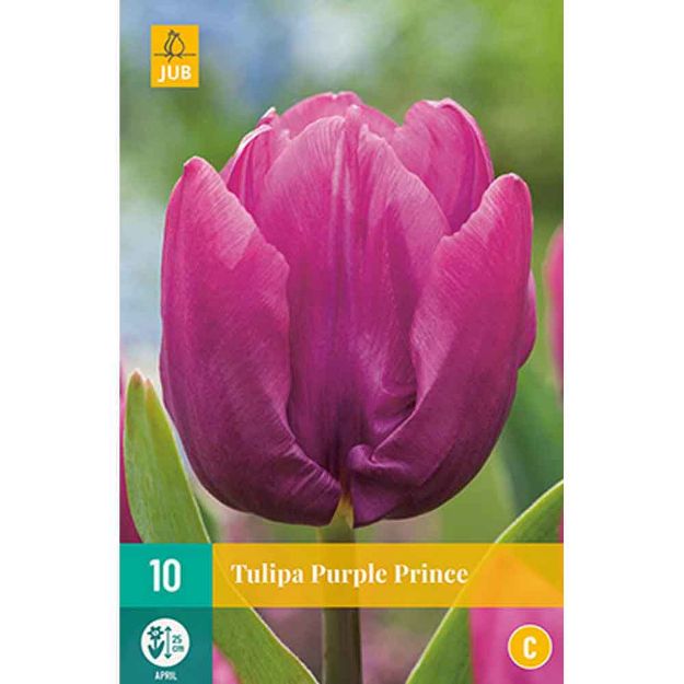 Image de 10 tulipes purple prince calibre : 11/12