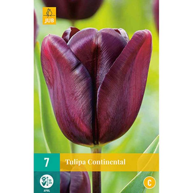 Image de 7 tulipes continental calibre : 11/12