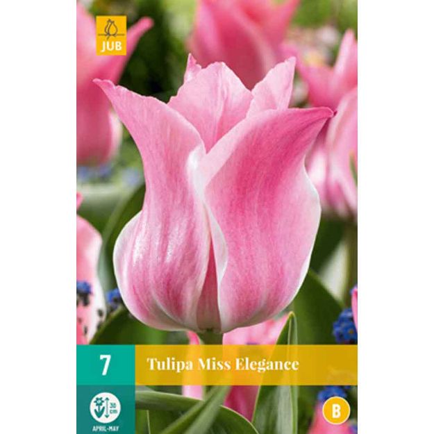 Image de 7 tulipes miss elegance calibre : 11/12