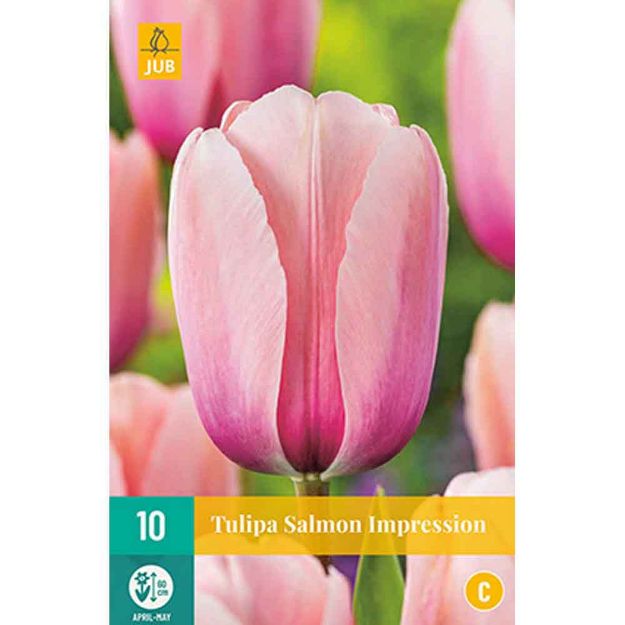 Image de 10 tulipes salmon impression calibre : 11/12