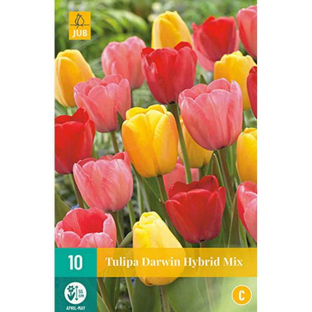 Image de 10 tulipes darwin hybrid micalibre : 11/12