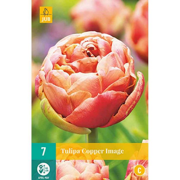 Image de 7 tulipes copper image calibre : 11/12