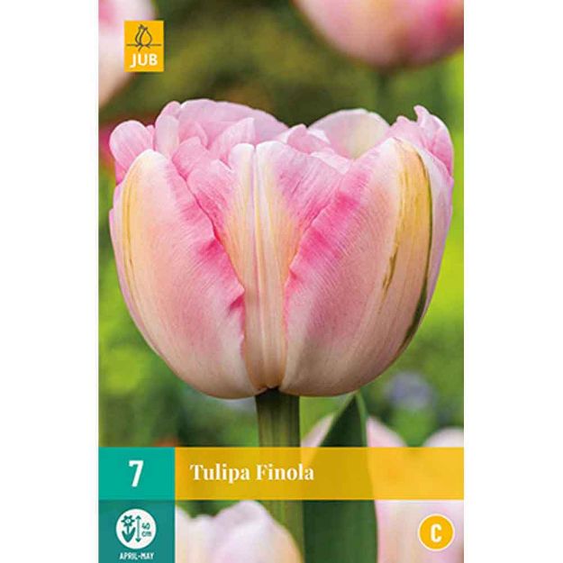 Image de 7 tulipes finola calibre : 11/12