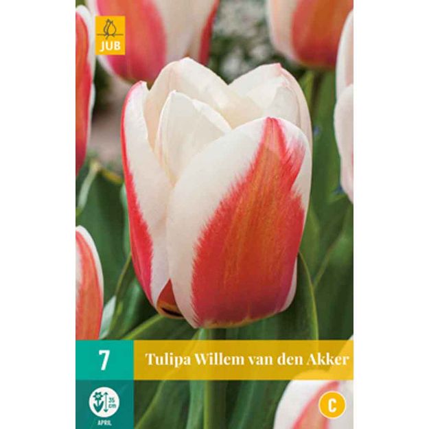 Image de 7 tulipes willem van den akker calibre : 11/12