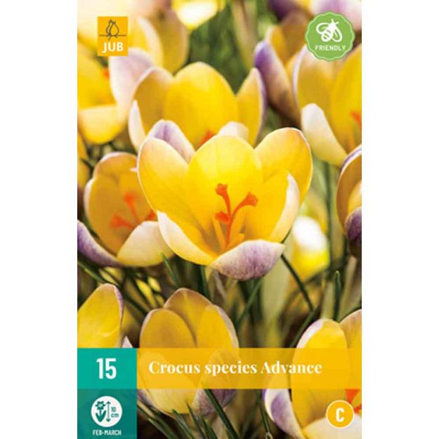 Image de 15 crocus advance calibre : 5/+