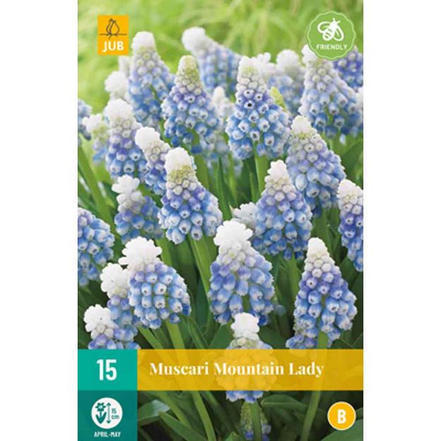 Image de 15 muscari mountain lady calibre : 7/8