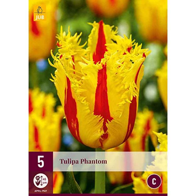 Image de 5 tulipes phantom calibre : 12/+