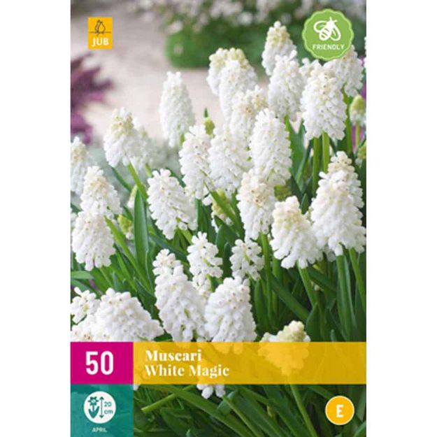 Image de 50 muscari white magic calibre : 6/7