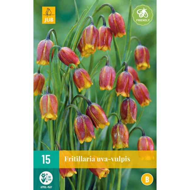 Image de 15 fritillaria uva vulpis calibre : 6/7