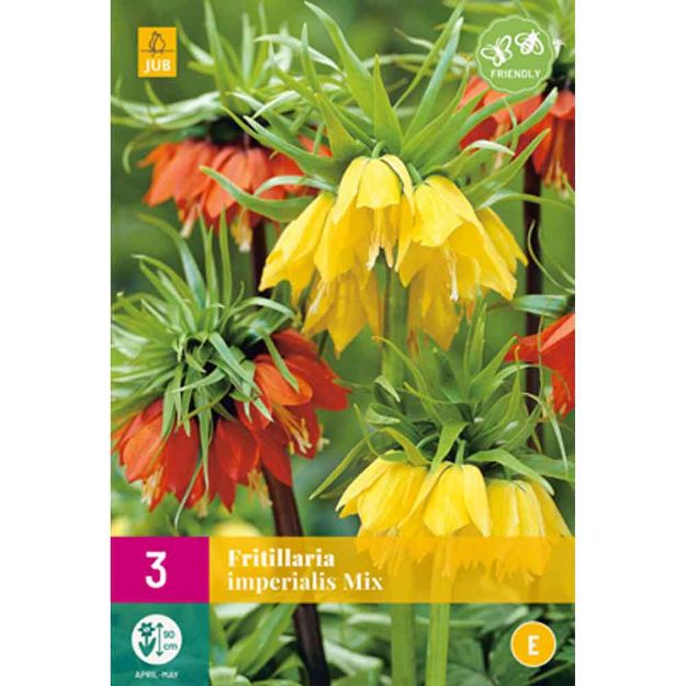 Image de 3 fritillaria imperialis micalibre : 18/20