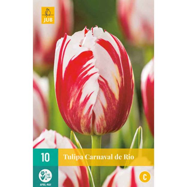 Image de 10 tulipes carnaval de rio calibre : 11/12