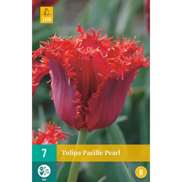 Image de 7 tulipes pacific pearl calibre : 11/12